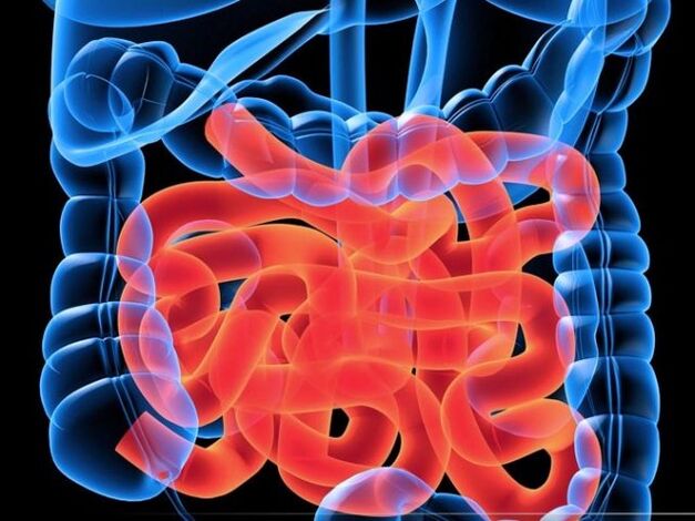 Parazity v tenkom čreve