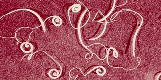 foto parazitov z ľudského tela