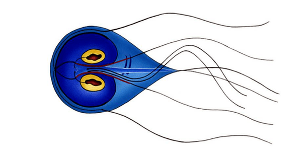 Črevná Giardia